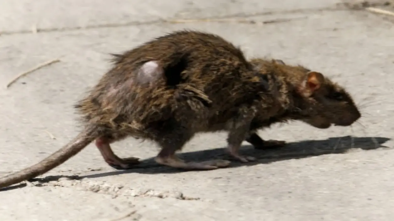Ratto marrone su un marciapiede in ambiente urbano