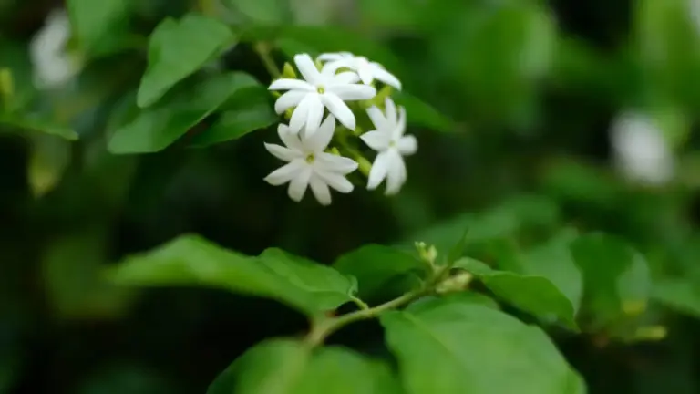 Fiori bianchi di un arbusto sempreverde tra foglie verdi
