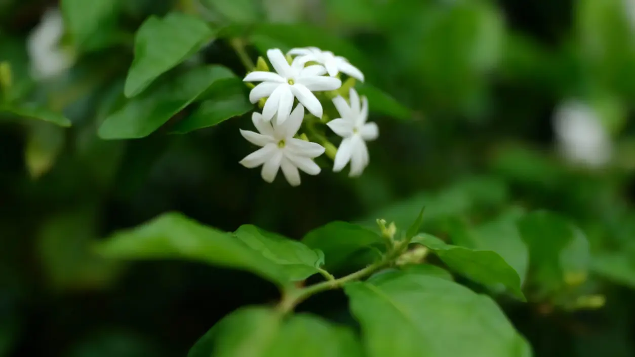 Fiori bianchi di un arbusto sempreverde tra foglie verdi
