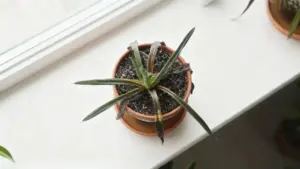 Sansevieria in vaso con foglie ingiallite e punte secche su un davanzale