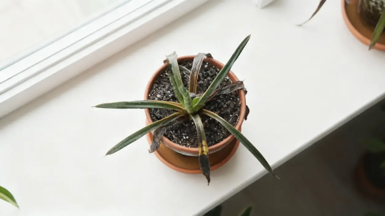 Sansevieria in vaso con foglie ingiallite e punte secche su un davanzale