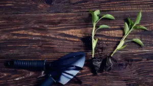 Due piantine verdi con radici esposte accanto a un attrezzo da giardinaggio su tavolo di legno