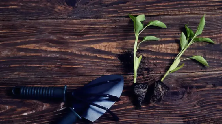 Due piantine verdi con radici esposte accanto a un attrezzo da giardinaggio su tavolo di legno
