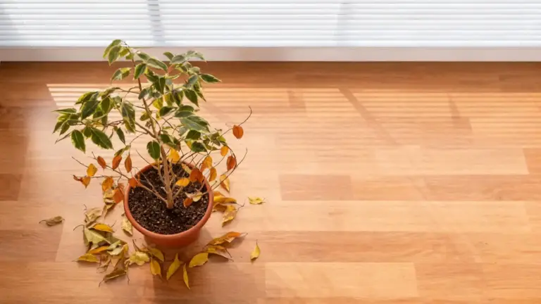Pianta di ficus in vaso con foglie cadute sul pavimento