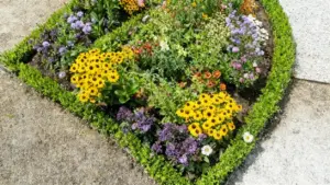 Aiuola con fiori colorati resistenti, tra cui margherite gialle e violette, bordata da siepe verde