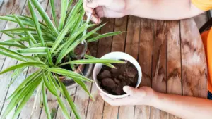 Una persona aggiunge fondi di caffè al terriccio di una pianta in vaso su un tavolo di legno