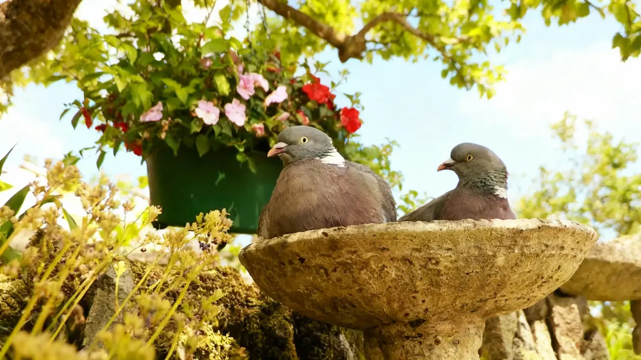 Due piccioni posati su una fontana da giardino in pietra, con piante fiorite sullo sfondo.